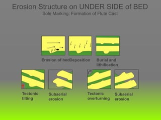Erosion Structure on UNDER SIDE of BED
Sole Marking: Formation of Flute Cast
Erosion of bedDeposition Burial and
lithification
Subaerial
erosion
Tectonic
tilting
Tectonic
overturning
Subaerial
erosion
 