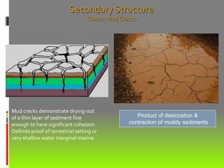 Product of desiccation &
contraction of muddy sediments
Secondary Structure
Cracks: Mud Cracks
Mud cracks demonstrate drying-out
of a thin layer of sediment fine
enough to have significant cohesion.
Definite proof of terrestrial setting or
very shallow water marginal marine.
 