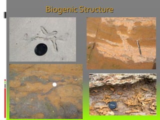 Biogenic Structure
 