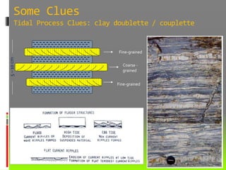 Some Clues
Tidal Process Clues: clay doublette / couplette
Fine-grained
Fine-grained
5–10cm
 