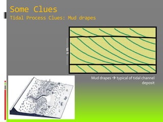 Some Clues
Tidal Process Clues: Mud drapes
1m
Mud drapes  typical of tidal channel
deposit
 