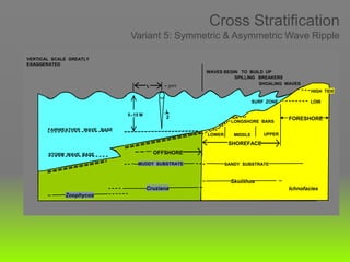 Cross Stratification
Variant 5: Symmetric & Asymmetric Wave Ripple
2
Cruziana
Zoophycos
Skolithos
MUDDY SUBSTRATE SANDY SUBSTRATE
LOWER MIDDLE UPPER
WAVES BEGIN TO BUILD UP
SHOALING WAVES
SPILLING BREAKERS
SURF ZONE LOW
HIGH TIDE
Ichnofacies
LONGSHORE BARS
SHOREFACE
OFFSHORE
FORESHORE
STORM WAVE BASE
FAIRWEATHER WAVE BASE
L
5–15 M
L
Cruziana
Zoophycos
Skolithos
MUDDY SUBSTRATE SANDY SUBSTRATE
LOWER MIDDLE UPPER
SURF ZONE LOW
HIGH TIDE
Ichnofacies
LONGSHORE BARS
SHOREFACE
OFFSHORE
FORESHORE
STORM WAVE BASE
FAIRWEATHER WAVE BASE
VERTICAL SCALE GREATLY
EXAGGERATED
L
5–15 M
L
2
= 30m
 
