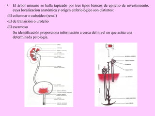 •

El árbol urinario se halla tapizado por tres tipos básicos de epitelio de revestimiento,
cuya localización anatómica y origen embriológico son distintos:
-El columnar o cuboideo (renal)
-El de transición o urotelio
-El escamoso
Su identificación proporciona información a cerca del nivel en que actúa una
determinada patología.

 