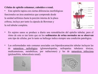 Células de epitelio columnar, cuboideo o renal.
• Este epitelio tapiza con ciertas diferencias morfológicas
funcionales un área anatómica que comprende desde
la unidad nefrónica hasta la porción interna de la placa
cribosa, incluye por tanto la cápsula de Bowman y
la red tubular completa.
•

En sujetos sanos se produce a diario una remodelación del epitelio tubular, pero el
ritmo de esta es tan lento que en los sedimentos de orina normales no se observan
este tipo de células, por lo tanto su hallazgo indica siempre una condición patológica.

•

Las enfermedades más comunes asociadas con hiperdescamación tubular incluyen las
de naturaleza nefrológica (glomerulopatías, nefropatías tubulares tóxicas,
medicametosas, metabólicas, por radiaciones) y las de naturaleza infecciosa
(pielonefritis, tuberculosis renal).

 