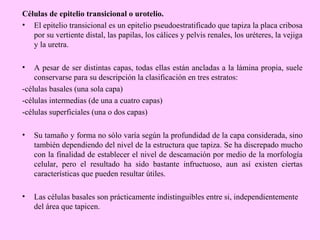 Células de epitelio transicional o urotelio.
• El epitelio transicional es un epitelio pseudoestratificado que tapiza la placa cribosa
por su vertiente distal, las papilas, los cálices y pelvis renales, los uréteres, la vejiga
y la uretra.
•

A pesar de ser distintas capas, todas ellas están ancladas a la lámina propia, suele
conservarse para su descripción la clasificación en tres estratos:
-células basales (una sola capa)
-células intermedias (de una a cuatro capas)
-células superficiales (una o dos capas)
•

Su tamaño y forma no sólo varía según la profundidad de la capa considerada, sino
también dependiendo del nivel de la estructura que tapiza. Se ha discrepado mucho
con la finalidad de establecer el nivel de descamación por medio de la morfología
celular, pero el resultado ha sido bastante infructuoso, aun así existen ciertas
características que pueden resultar útiles.

•

Las células basales son prácticamente indistinguibles entre si, independientemente
del área que tapicen.

 
