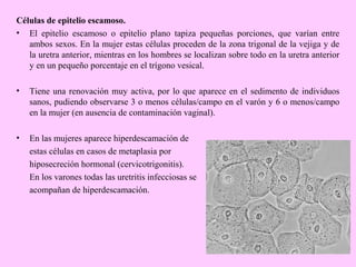 Células de epitelio escamoso.
• El epitelio escamoso o epitelio plano tapiza pequeñas porciones, que varían entre
ambos sexos. En la mujer estas células proceden de la zona trigonal de la vejiga y de
la uretra anterior, mientras en los hombres se localizan sobre todo en la uretra anterior
y en un pequeño porcentaje en el trígono vesical.
•

Tiene una renovación muy activa, por lo que aparece en el sedimento de individuos
sanos, pudiendo observarse 3 o menos células/campo en el varón y 6 o menos/campo
en la mujer (en ausencia de contaminación vaginal).

•

En las mujeres aparece hiperdescamación de
estas células en casos de metaplasia por
hiposecreción hormonal (cervicotrigonitis).
En los varones todas las uretritis infecciosas se
acompañan de hiperdescamación.

 