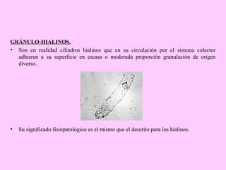 GRÁNULO-HIALINOS.
• Son en realidad cilindros hialinos que en su circulación por el sistema colector
adhieren a su superficie en escasa o moderada proporción granulación de origen
diverso.

•

Su significado fisiopatológico es el mismo que el descrito para los hialinos.

 