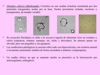 • Oxalato cálcico dihidratado: Cristaliza en una unidad cristalina constituida por dos
pirámides tetragonales unidas por su base. Suelen presentarse aisladas, incoloras y
transparentes, de tamaño variable.

•

•

•

Su excreción fisiológica se debe a la excesiva ingesta de alimentos ricos en oxalatos y
calcio (espinacas, tomates, naranjas, etc, leche y derivados). Su número puede ser
elevado, pero son pequeños y sin agregarse.
Las condiciones patológicas se asocian sobre todo con hipercalciuria, con oxaluria normal
o levemente aumentada, también de forma secundaria a diabetes o hepatopatías.
Un cuadro clínico en que se aumenta mucho su presencia es la intoxicación por
anticongelante, etilénglicol.

 