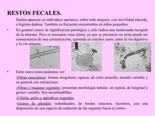 RESTOS FECALES.
•

•

Suelen aparecer en individuos ancianos, sobre todo mujeres, con movilidad educida,
o higiene dudosa. También es frecuente encontrarlos en niños pequeños.
En general carece de significación patológica y sólo indica una inadecuada recogida
de la muestra. Pero es necesario estar alerta, ya que su presencia en orina puede ser
consecuencia de una comunicación, ignorada en muchos casos, entre la vía digestiva
y la vía urinaria.

Entre estos restos podemos ver:
-Fibras musculares: formas irregulares, opacas, de color amarillo, tamaño variable y
en general con estriaciones.
-Fibras y traqueas vegetales: presentan morfología tubular, en espiral, de longitud u
grosor variable. Son inconfundibles.
-Células, pelos y apéndices vegetales.
-Granos de almidón: redondeados, de bordes sinuosos, incoloros, con una
disposición de una especie de radiación de las esquinas hacia el centro.

 