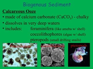 Biogenous Sediment Calcareous Ooze made of calcium carbonate (CaCO 3 ) - chalky dissolves in very deep waters includes:  foraminifera  (like ameba w/ shell) coccolithophores  (algae w/ shell) pteropods  (small drifting snails) foraminifera coccolithophores pteropods 