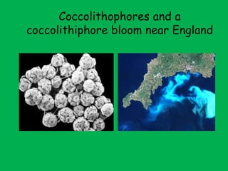 Coccolithophores and a coccolithiphore bloom near England 