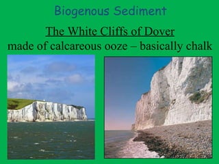 Biogenous Sediment The White Cliffs of Dover made of calcareous ooze – basically chalk 