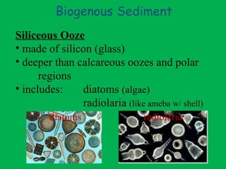 Biogenous Sediment Siliceous Ooze made of silicon (glass) deeper than calcareous oozes and polar  regions includes:  diatoms  (algae) radiolaria  (like ameba w/ shell) diatoms radiolaria 