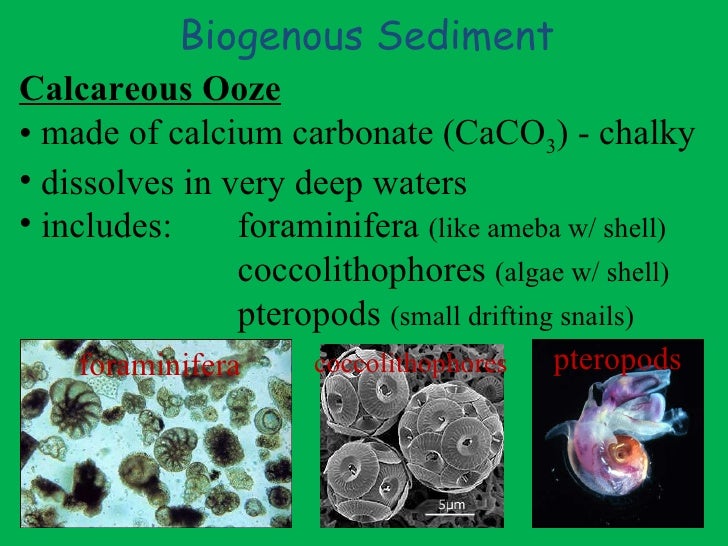 sediments in the ocean powerpoint sediments in the ocean powerpoint