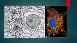 MITOCHONDRIE, PEROXYSOME,  ET SYTOSQUELETTE. 