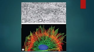 MITOCHONDRIE, PEROXYSOME,  ET SYTOSQUELETTE. 