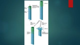 MITOCHONDRIE, PEROXYSOME,  ET SYTOSQUELETTE. 
