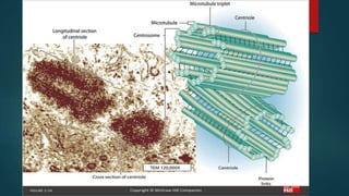 MITOCHONDRIE, PEROXYSOME,  ET SYTOSQUELETTE. 