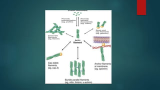 MITOCHONDRIE, PEROXYSOME,  ET SYTOSQUELETTE. 