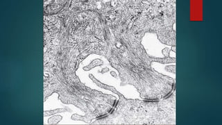 MITOCHONDRIE, PEROXYSOME,  ET SYTOSQUELETTE. 