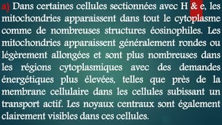 a) Dans certaines cellules sectionnées avec H & e, les
mitochondries apparaissent dans tout le cytoplasme
comme de nombreuses structures éosinophiles. Les
mitochondries apparaissent généralement rondes ou
légèrement allongées et sont plus nombreuses dans
les régions cytoplasmiques avec des demandes
énergétiques plus élevées, telles que près de la
membrane cellulaire dans les cellules subissant un
transport actif. Les noyaux centraux sont également
clairement visibles dans ces cellules.
 
