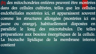(b) des mitochondries entières peuvent être montrées
dans des cellules cultivées, telles que les cellules
endothéliales montrées ici, et apparaissent souvent
comme les structures allongées (montrées ici en
jaune ou orange), habituellement disposées en
parallèle le long des microtubules. De telles
préparations aux besoins énergétiques de la cellule.
La bicouche lipidique de la membrane interne
contient
 