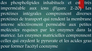 des phospholipides inhabituels et est très
imperméable aux ions (Figure 2-20) Les
protéines intégrales comprennent diverses
protéines de transport qui rendent la membrane
interne sélectivement perméable aux petites
molécules requises par les enzymes dans la
matrice. Les enzymes matricielles comprennent
celles qui oxydent le pyruvate et les acides gras
pour former l'acétyl coenzyme
 
