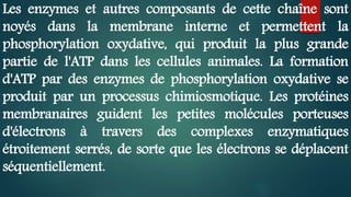 Les enzymes et autres composants de cette chaîne sont
noyés dans la membrane interne et permettent la
phosphorylation oxydative, qui produit la plus grande
partie de l'ATP dans les cellules animales. La formation
d'ATP par des enzymes de phosphorylation oxydative se
produit par un processus chimiosmotique. Les protéines
membranaires guident les petites molécules porteuses
d'électrons à travers des complexes enzymatiques
étroitement serrés, de sorte que les électrons se déplacent
séquentiellement.
 