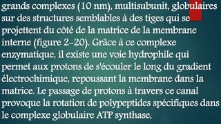 grands complexes (10 nm), multisubunit, globulaires
sur des structures semblables à des tiges qui se
projettent du côté de la matrice de la membrane
interne (figure 2-20). Grâce à ce complexe
enzymatique, il existe une voie hydrophile qui
permet aux protons de s'écouler le long du gradient
électrochimique, repoussant la membrane dans la
matrice. Le passage de protons à travers ce canal
provoque la rotation de polypeptides spécifiques dans
le complexe globulaire ATP synthase,
 