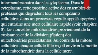 intermembranaire dans le cytoplasme. Dans le
cytoplasme, cette protéine active des ensembles de
protéases qui dégradent tous les composants
cellulaires dans un processus régulé appelé apoptose
qui entraîne une mort cellulaire rapide (voir chapitre
3). Les nouvelles mitochondries proviennent de la
croissance et de la division (fission) des
mitochondries préexistantes. Au cours de la mitose
cellulaire, chaque cellule fille reçoit environ la moitié
de la mitochondrie dans la cellule mère.
 