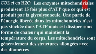 CO2 et en H2O. Les enzymes mitochondriales
produisent 15 fois plus d'ATP que ce qui est
produit par la glycolyse seule. Une partie de
l'énergie libérée dans les mitochondries n'est
pas stockée dans l'ATP mais est dissipée sous
forme de chaleur qui maintient la
température du corps. Les mitochondries sont
généralement des structures allongées avec
des diamètres
 