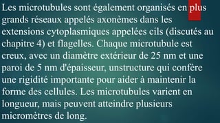 Les microtubules sont également organisés en plus
grands réseaux appelés axonèmes dans les
extensions cytoplasmiques appelées cils (discutés au
chapitre 4) et flagelles. Chaque microtubule est
creux, avec un diamètre extérieur de 25 nm et une
paroi de 5 nm d'épaisseur, unstructure qui confère
une rigidité importante pour aider à maintenir la
forme des cellules. Les microtubules varient en
longueur, mais peuvent atteindre plusieurs
micromètres de long.
 