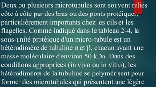 Deux ou plusieurs microtubules sont souvent reliés
côte à côte par des bras ou des ponts protéiques,
particulièrement importants chez les cils et les
flagelles. Comme indiqué dans le tableau 2-4, la
sous-unité protéique d'un micro-tubule est un
hétérodimère de tubuline α et β, chacun ayant une
masse moléculaire d'environ 50 kDa. Dans des
conditions appropriées (in vivo ou in vitro), les
hétérodimères de la tubuline se polymérisent pour
former des microtubules qui présentent une légère
 