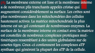 (A) La membrane externe est lisse et la membrane interne
a de nombreux plis tranchants appelés cristae qui
augmentent considérablement sa surface. Les crêtes sont
plus nombreuses dans les mitochondries des cellules
hautement actives. La matrice mitochondriale la plus
interne est un gel contenant de nombreuses enzymes. La
surface de la membrane interne en contact avec la matrice
est constellée de nombreux complexes protéiques mul-
timériques ressemblant à des unités globulaires sur de
courtes tiges. Ceux-ci contiennent les complexes aTP
synthase qui génèrent la plupart des aTP de la cellule.
 