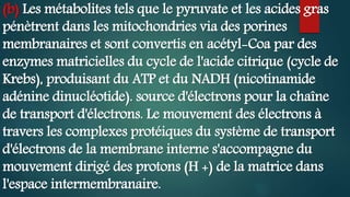 (b) Les métabolites tels que le pyruvate et les acides gras
pénètrent dans les mitochondries via des porines
membranaires et sont convertis en acétyl-Coa par des
enzymes matricielles du cycle de l'acide citrique (cycle de
Krebs), produisant du ATP et du NADH (nicotinamide
adénine dinucléotide). source d'électrons pour la chaîne
de transport d'électrons. Le mouvement des électrons à
travers les complexes protéiques du système de transport
d'électrons de la membrane interne s'accompagne du
mouvement dirigé des protons (H +) de la matrice dans
l'espace intermembranaire.
 