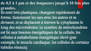 de 0,5 à 1 μm et des longueurs jusqu'à 10 fois plus
grandes.
Ils sont très plastiques, changent rapidement de
forme, fusionnent les uns avec les autres et se
divisent, et se déplacent à travers le cytoplasme le
long des microtubules. Le nombre de mitochondries
est lié aux besoins énergétiques de la cellule: les
cellules à métabolisme énergétique élevé (par
exemple, le muscle cardiaque, les cellules de certains
tubules rénaux)
 