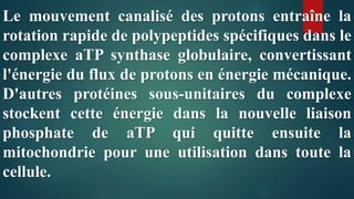 Le mouvement canalisé des protons entraîne la
rotation rapide de polypeptides spécifiques dans le
complexe aTP synthase globulaire, convertissant
l'énergie du flux de protons en énergie mécanique.
D'autres protéines sous-unitaires du complexe
stockent cette énergie dans la nouvelle liaison
phosphate de aTP qui quitte ensuite la
mitochondrie pour une utilisation dans toute la
cellule.
 