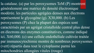 la catalase. (a) par les peroxysomes TeM (P) montrent
généralement une matrice de densité électronique
modérée. les particules agrégées denses aux électrons
représentent le glycogène (g). X30,000. (b) Les
peroxysomes (P) chez la plupart des espèces sont
caractérisés par un agrégat cristalloïde central plus dense
en électrons des enzymes constitutives, comme indiqué
ici. X60,000. (c) une cellule endothéliale cultivée traitée
par immunocytochimie montre de nombreux peroxysomes
(vert) répartis dans tout le cytoplasme parmi les
mitochondries allongées vitales (rouge)
 