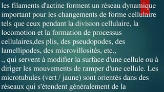 les filaments d'actine forment un réseau dynamique
important pour les changements de forme cellulaire
tels que ceux pendant la division cellulaire, la
locomotion et la formation de processus
cellulaires,des plis, des pseudopodes, des
lamellipodes, des microvillosités, etc.,
., qui servent à modifier la surface d'une cellule ou à
diriger les mouvements de ramper d'une cellule. Les
microtubules (vert / jaune) sont orientés dans des
réseaux qui s'étendent généralement de la
 