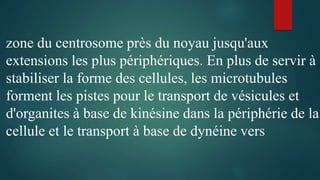 zone du centrosome près du noyau jusqu'aux
extensions les plus périphériques. En plus de servir à
stabiliser la forme des cellules, les microtubules
forment les pistes pour le transport de vésicules et
d'organites à base de kinésine dans la périphérie de la
cellule et le transport à base de dynéine vers
 