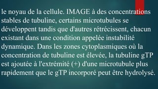 le noyau de la cellule. IMAGE à des concentrations
stables de tubuline, certains microtubules se
développent tandis que d'autres rétrécissent, chacun
existant dans une condition appelée instabilité
dynamique. Dans les zones cytoplasmiques où la
concentration de tubuline est élevée, la tubuline gTP
est ajoutée à l'extrémité (+) d'une microtubule plus
rapidement que le gTP incorporé peut être hydrolysé.
 