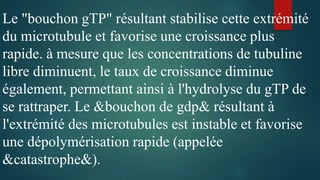 Le "bouchon gTP" résultant stabilise cette extrémité
du microtubule et favorise une croissance plus
rapide. à mesure que les concentrations de tubuline
libre diminuent, le taux de croissance diminue
également, permettant ainsi à l'hydrolyse du gTP de
se rattraper. Le &bouchon de gdp& résultant à
l'extrémité des microtubules est instable et favorise
une dépolymérisation rapide (appelée
&catastrophe&).
 