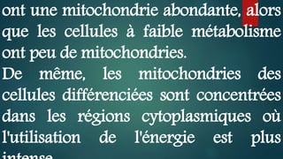 ont une mitochondrie abondante, alors
que les cellules à faible métabolisme
ont peu de mitochondries.
De même, les mitochondries des
cellules différenciées sont concentrées
dans les régions cytoplasmiques où
l'utilisation de l'énergie est plus
 