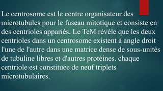 Le centrosome est le centre organisateur des
microtubules pour le fuseau mitotique et consiste en
des centrioles appariés. Le TeM révèle que les deux
centrioles dans un centrosome existent à angle droit
l'une de l'autre dans une matrice dense de sous-unités
de tubuline libres et d'autres protéines. chaque
centriole est constituée de neuf triplets
microtubulaires.
 