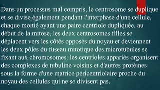 Dans un processus mal compris, le centrosome se duplique
et se divise également pendant l'interphase d'une cellule,
chaque moitié ayant une paire centriole dupliquée. au
début de la mitose, les deux centrosomes filles se
déplacent vers les côtés opposés du noyau et deviennent
les deux pôles du fuseau mitotique des microtubules se
fixant aux chromosomes. les centrioles appariés organisent
des complexes de tubuline voisins et d'autres protéines
sous la forme d'une matrice péricentriolaire proche du
noyau des cellules qui ne se divisent pas.
 