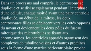 Dans un processus mal compris, le centrosome se
duplique et se divise également pendant l'interphase
d'une cellule, chaque moitié ayant une paire centriole
dupliquée. au début de la mitose, les deux
centrosomes filles se déplacent vers les côtés opposés
du noyau et deviennent les deux pôles du fuseau
mitotique des microtubules se fixant aux
chromosomes. les centrioles appariés organisent des
complexes de tubuline voisins et d'autres protéines
sous la forme d'une matrice péricentriolaire proche
 