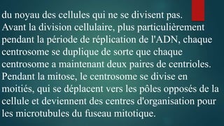 du noyau des cellules qui ne se divisent pas.
Avant la division cellulaire, plus particulièrement
pendant la période de réplication de l'ADN, chaque
centrosome se duplique de sorte que chaque
centrosome a maintenant deux paires de centrioles.
Pendant la mitose, le centrosome se divise en
moitiés, qui se déplacent vers les pôles opposés de la
cellule et deviennent des centres d'organisation pour
les microtubules du fuseau mitotique.
 