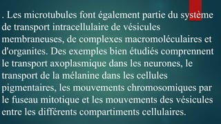 . Les microtubules font également partie du système
de transport intracellulaire de vésicules
membraneuses, de complexes macromoléculaires et
d'organites. Des exemples bien étudiés comprennent
le transport axoplasmique dans les neurones, le
transport de la mélanine dans les cellules
pigmentaires, les mouvements chromosomiques par
le fuseau mitotique et les mouvements des vésicules
entre les différents compartiments cellulaires.
 