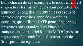 Dans chacun de ces exemples, le mouvement est
suspendu si les microtubules sont perturbés. Le
transport le long des microtubules est sous le
contrôle de protéines appelées protéines
motrices, qui utilisent l'ATP pour déplacer les
structures plus grandes. Les kinésines
transportent le matériel loin du MTOC près du
noyau vers l'extrémité plus des microtubules
(transport antérograde);
 