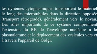 les dynéines cytoplasmiques transportent le matériel
le long des microtubules dans la direction opposée
(transport rétrograde), généralement vers le noyau.
Les rôles importants de ce système comprennent
l'extension du RE de l'enveloppe nucléaire à la
plasmalemme et le déplacement des vésicules vers et
à travers l'appareil de Golgi.
 